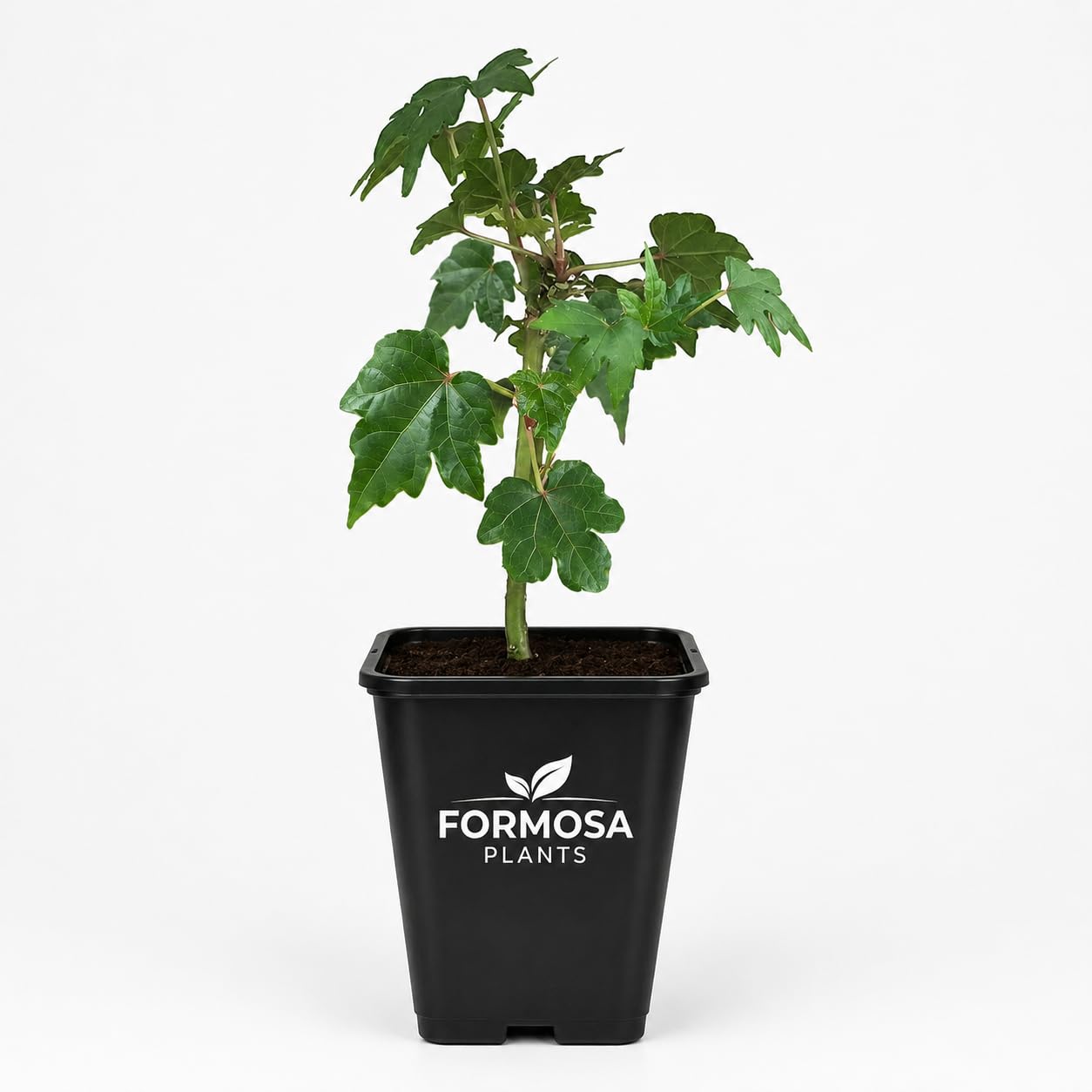 Auntie Lili South Sea Salad Tree - 1 Live Plant in a 2 Inch Pot