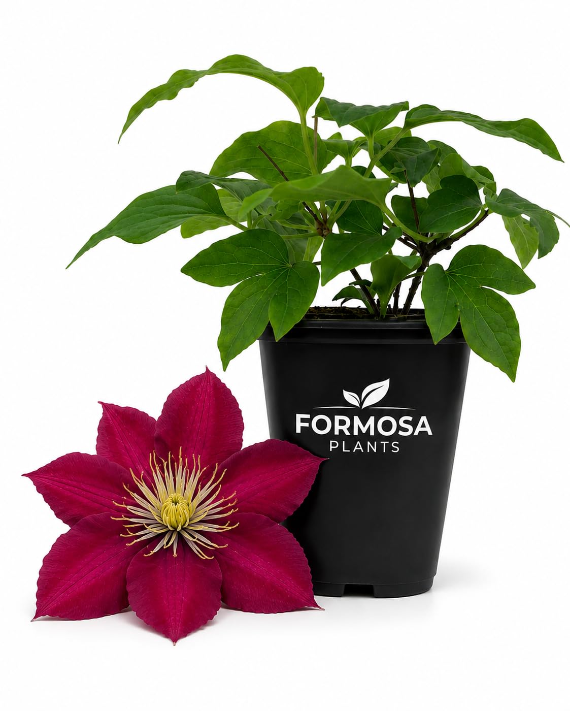 Clematis Elpis - Live Plants in a 2 Inch Pot - Bicolor White Purple