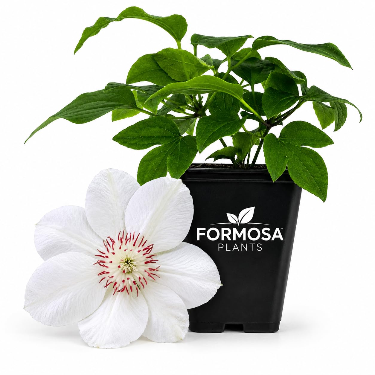 Clematis Miss Bateman - Live Plants in a 2 Inch Pot - White Climber