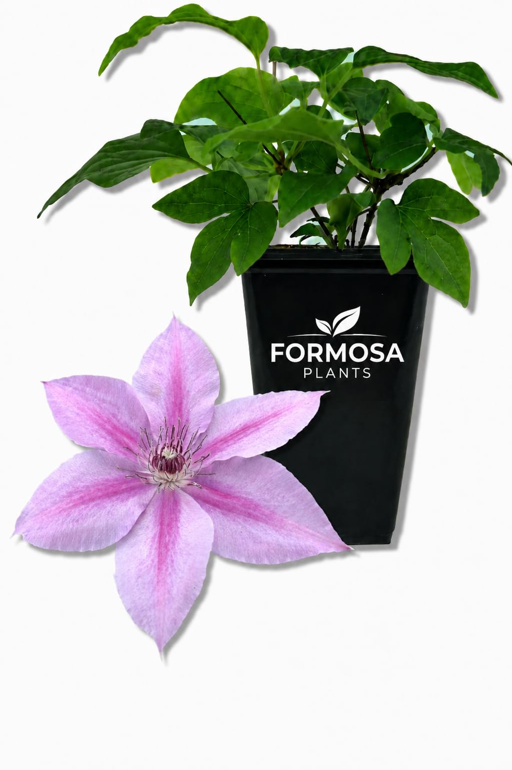 Clematis Rosalie - Live Plants in a 2 Inch Pot - Deep Rose Climber