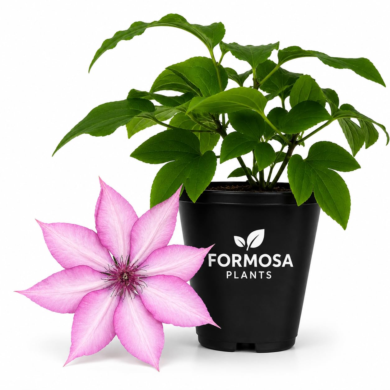 Clematis Giselle - Live Plants in a 2 Inch Pot - Soft Pink Climber