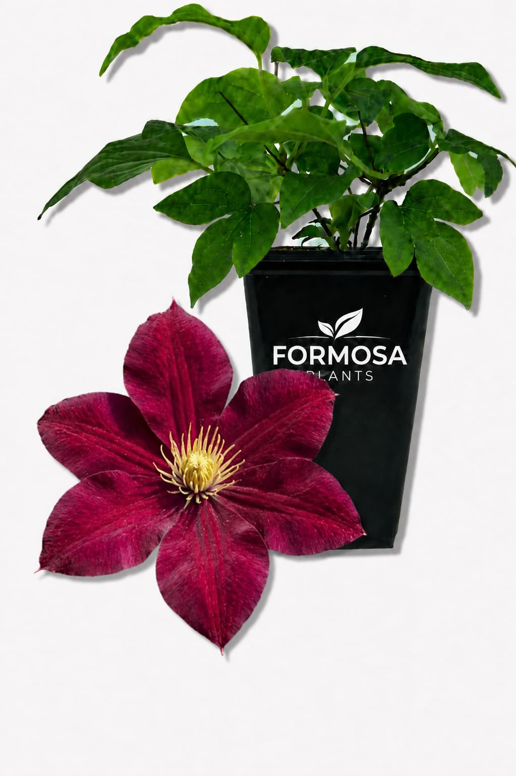 Clematis Rosemoor - Live Plants in a 2 Inch Pot - Deep Red Climber