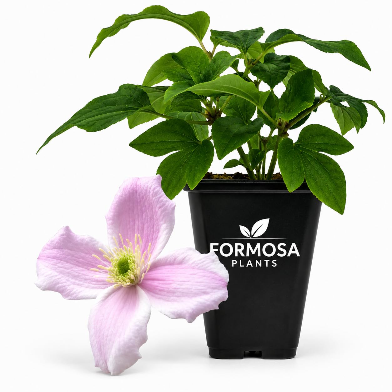 Clematis Montana Rubens - Live Plants in a 2 Inch Pot - Rosy Pink