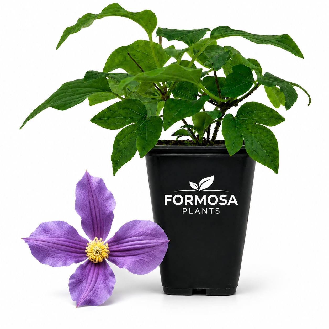Clematis Durandii - Live Plants in a 2 Inch Pot - Indigo Blue Vine