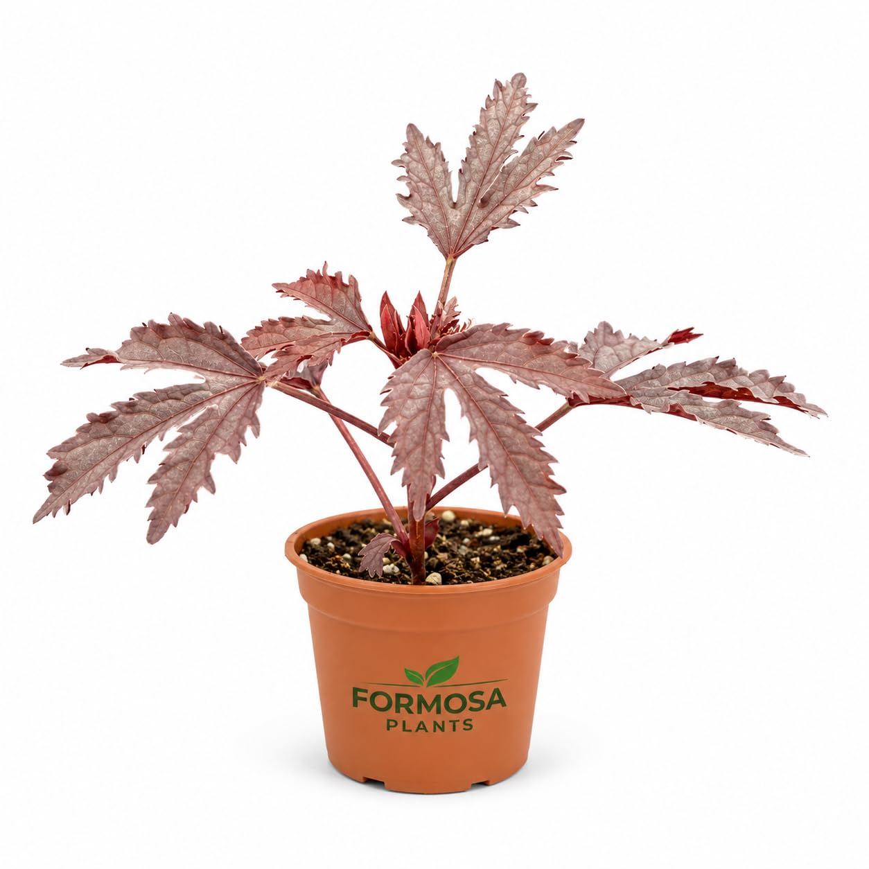 African Rose 'Hibiscus Acetosella' - 1 Live Plant in a 2 Inch Pot