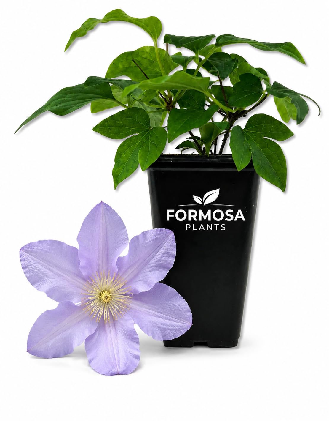 Clematis Silver Moon - Live Plants in a 2 Inch Pot - Silvery Mauve