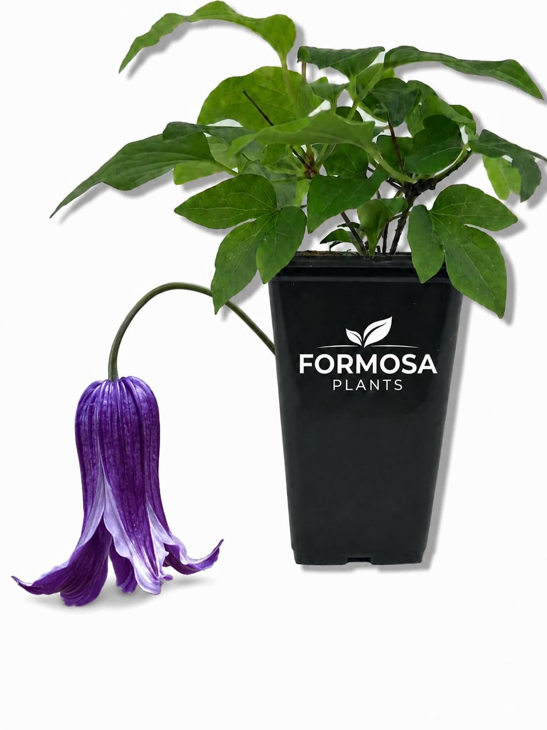Clematis Roguchi - Live Plants in a 2 Inch Pot - Indigo Blue Nodding