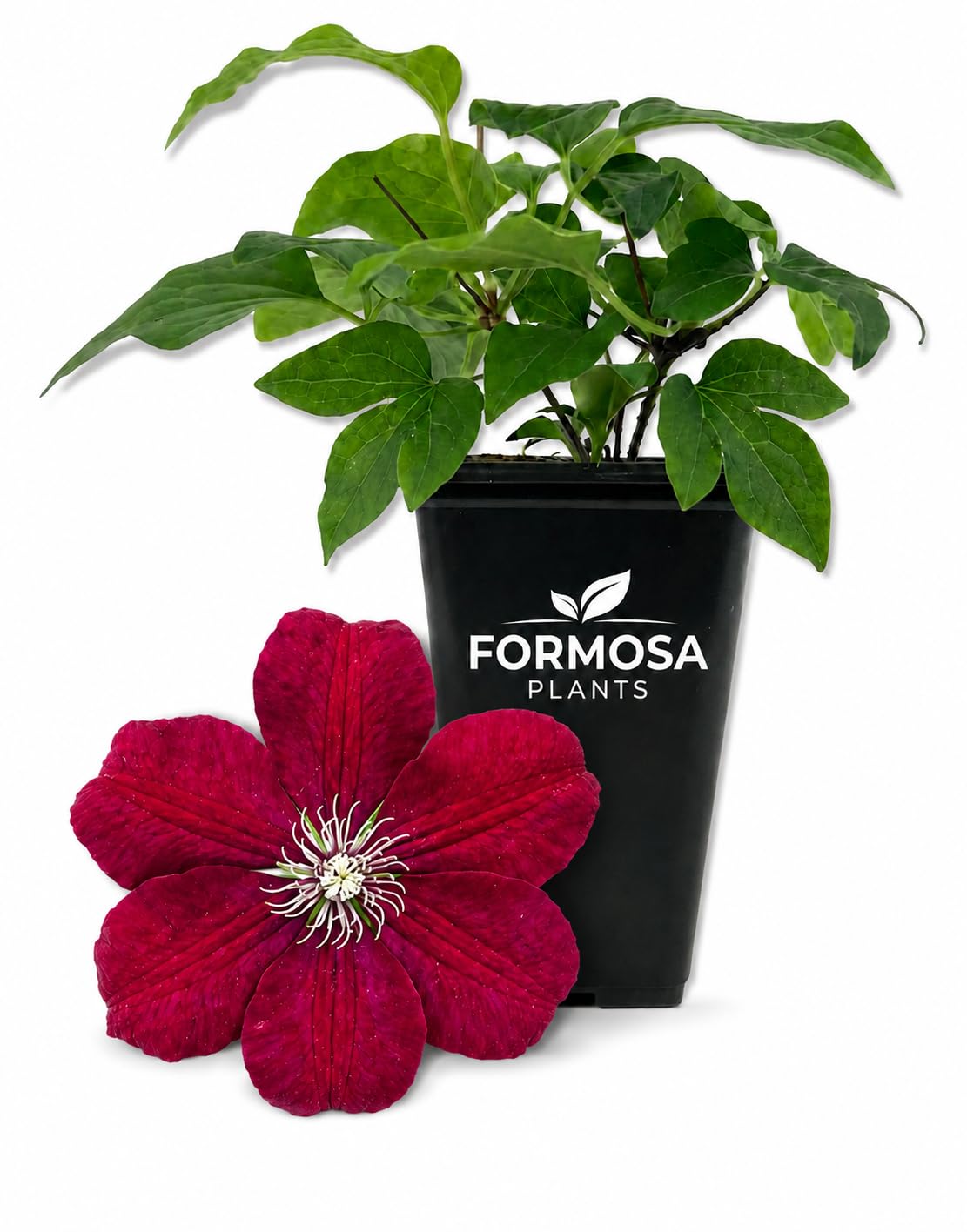 Clematis Rouge Cardinal - Live Plants in a 2 Inch Pot - Crimson Red