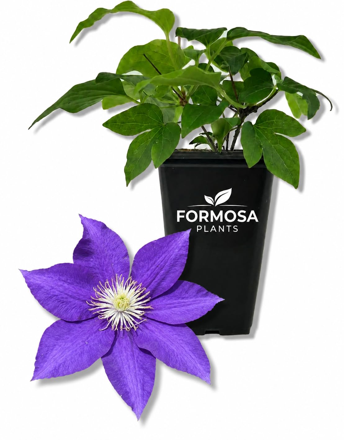 Clematis Duchess of Cornwall - Live Plants in a 2 Inch Pot - Deep Pink Vine