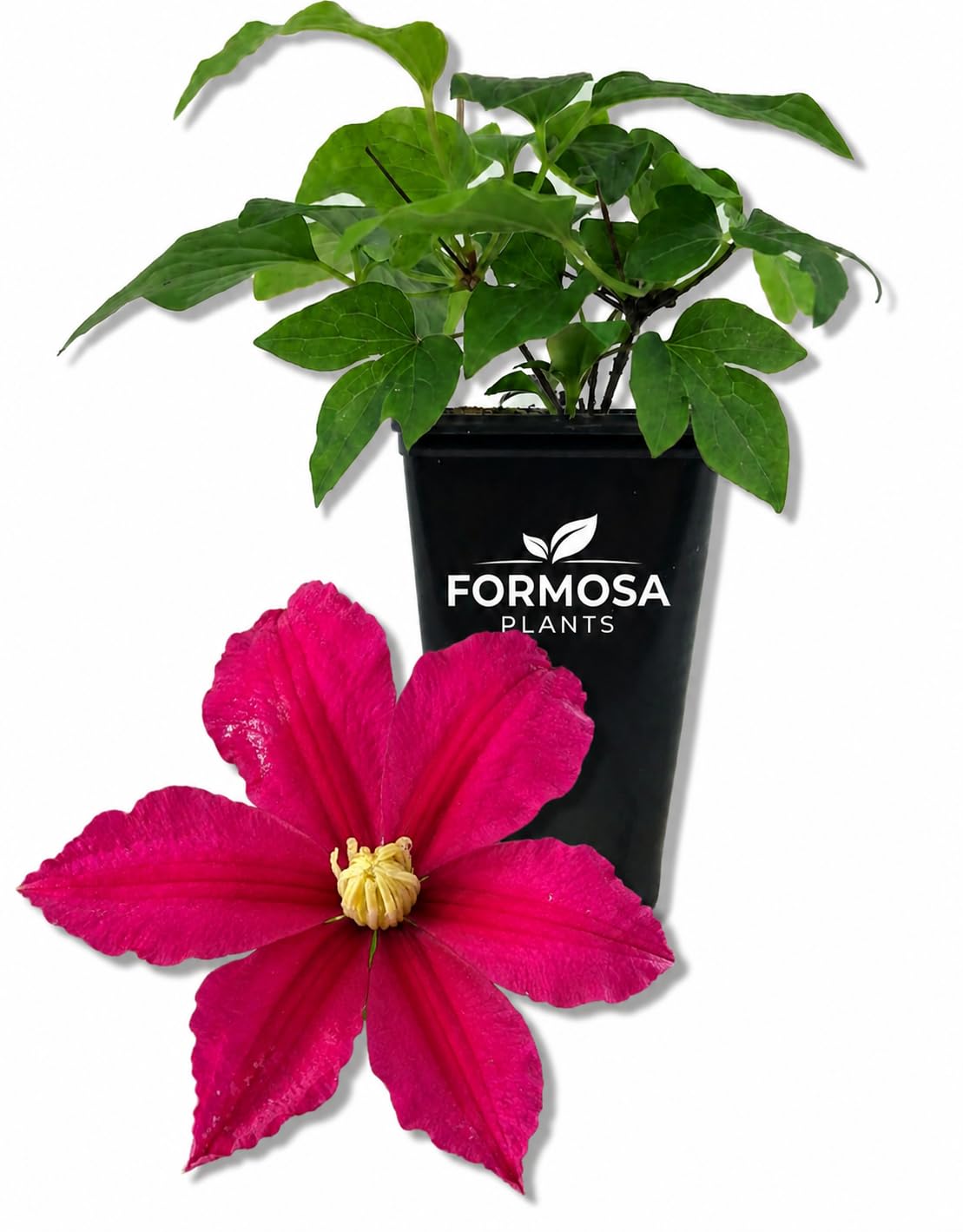 Clematis Acropolis - Live Plant in a 2 Inch Pot - Dark Pink Flowering Vine for Garden Trellis Patio Containers - Clematis