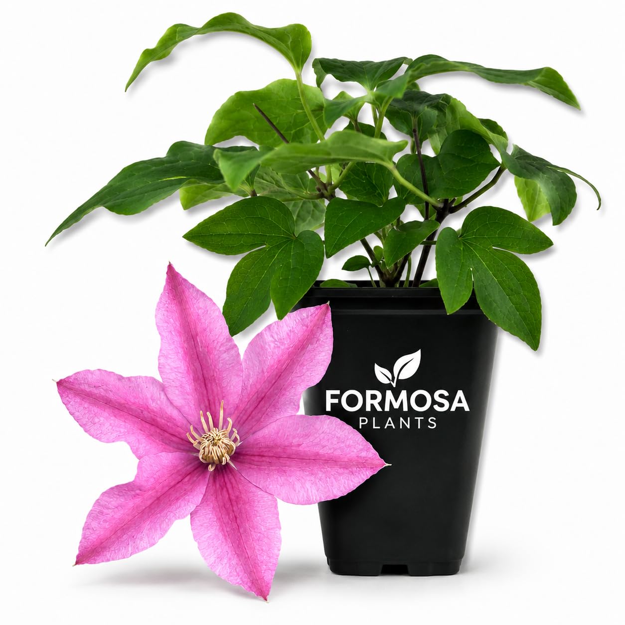 Clematis Sally - Live Plants in a 2 Inch Pot - Soft Pink Climber