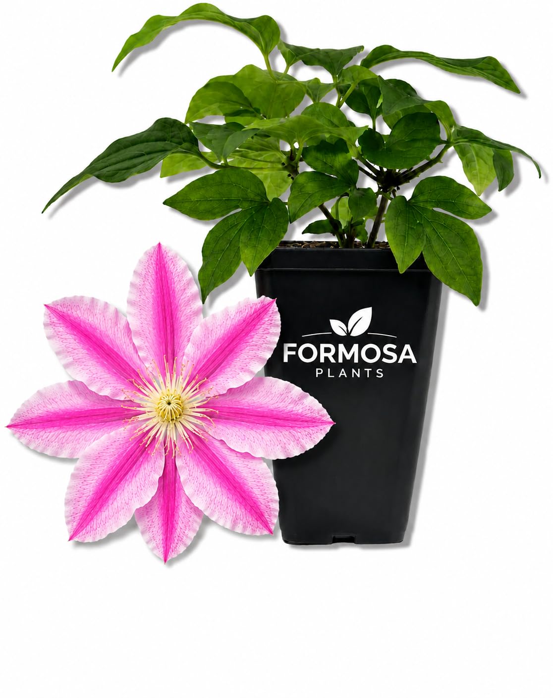 Clematis Pink Champagne - Live Plants in a 2 Inch Pot - Deep Pink