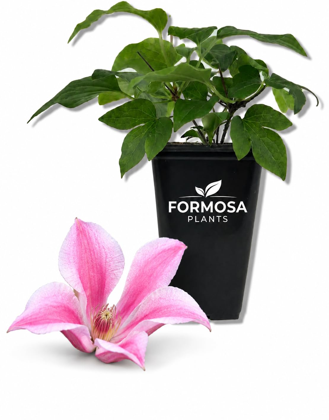 Clematis Duchess of Albany - Live Plants in a 2 Inch Pot - Deep Pink