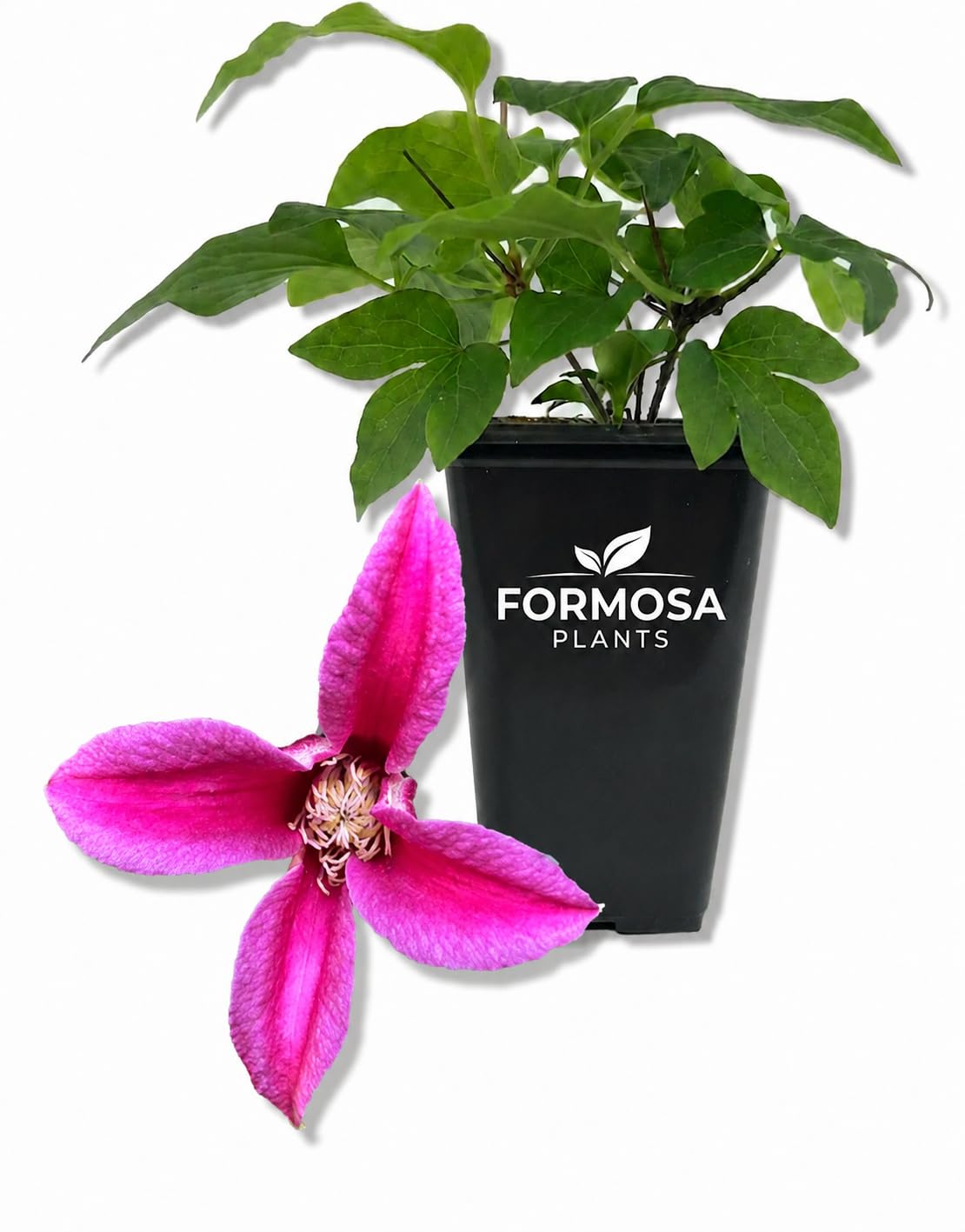 Clematis Princess Diana - Live Plants in a 2 Inch Pot - Hot Pink Vine