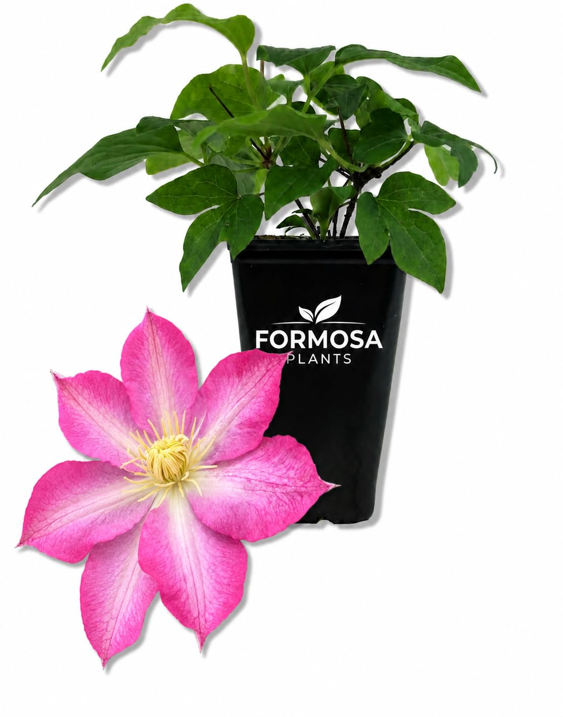Clematis Asao - Live Plant in a 2 Inch Pot - Bold Flowering Vine Starter Plant for Garden Trellis Patio Containers - Clematis ‘Asao’