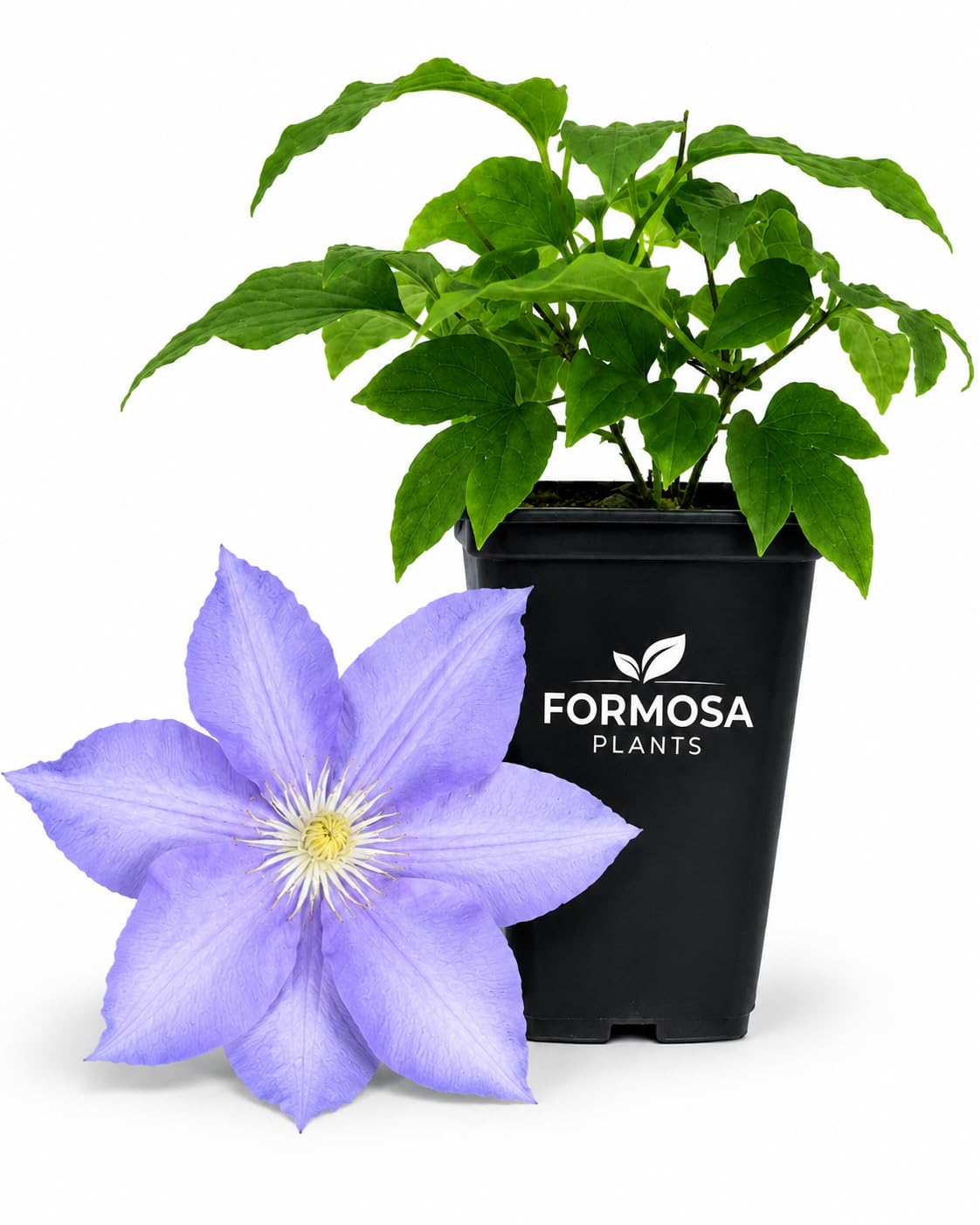 Clematis H.F. Young - Live Plants in a 2 Inch Pot - Wedgwood Blue