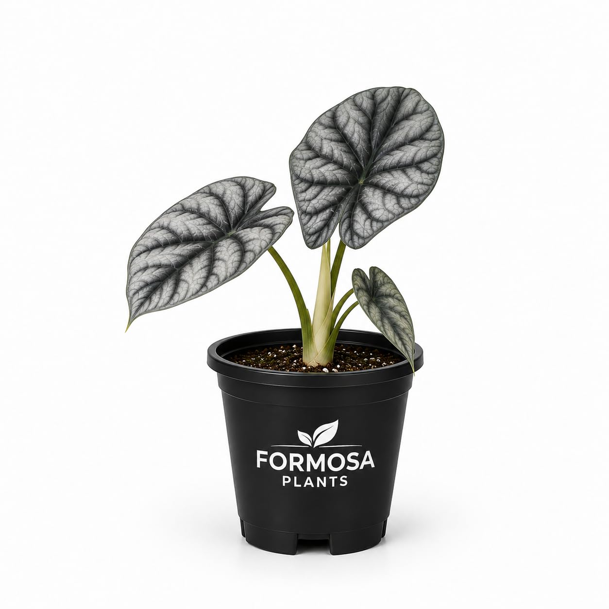 Alocasia 'Silver Dragon' - 1 Live Plant in a 4 Inch Pot - Alocasia Baginda