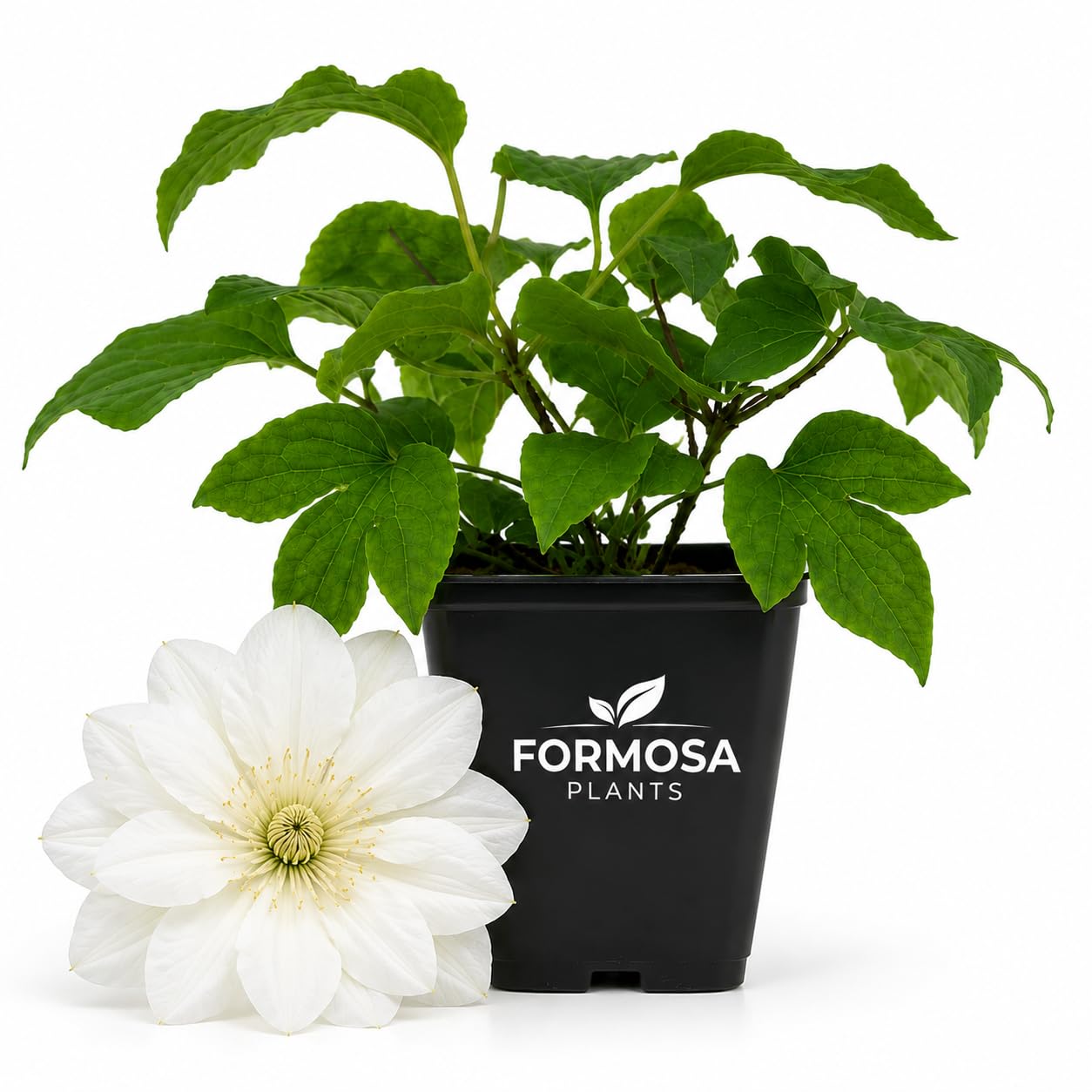 Clematis Duchess of Edinburgh -  Live Plants in a 2 Inch Pot - White