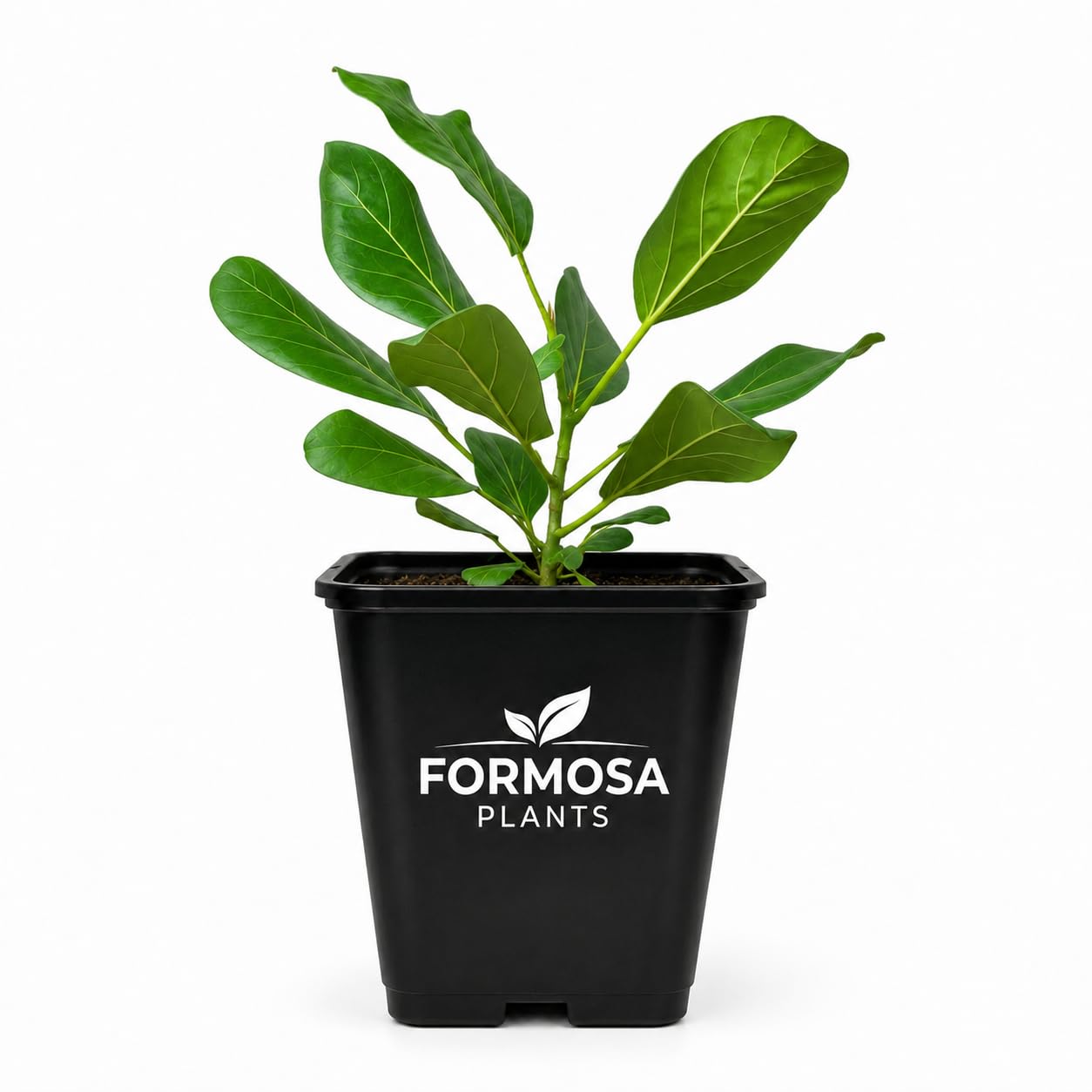 Audrey Ficus Tree - 1 Live Plant in a 2 Inch Pot - Ficus Benghalensis