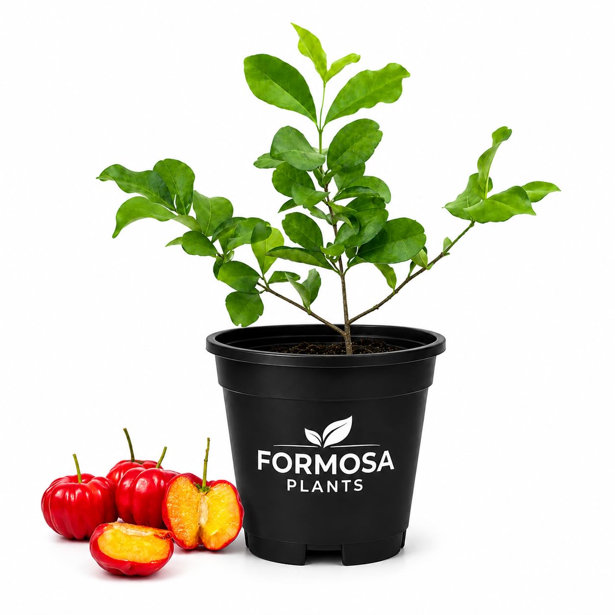 Barbados Cherry Tree - Live Plants in a 4 Inch Pot - Malpighia