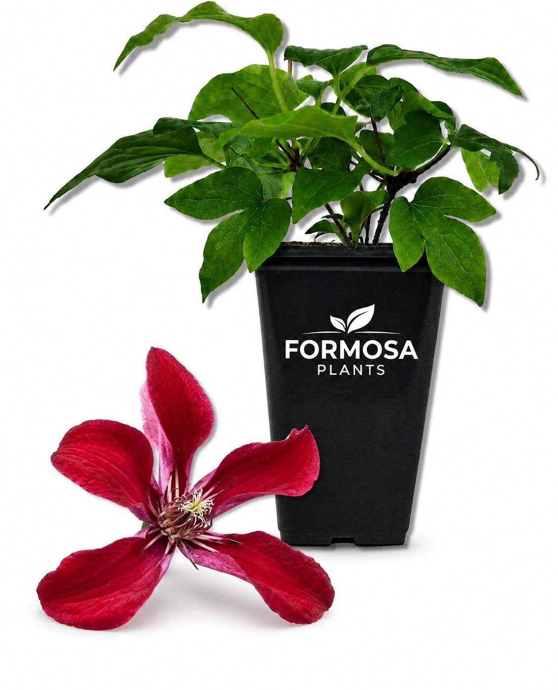 Clematis Gravetye Beauty - Live Plants in a 2 Inch Pot - Ruby Red