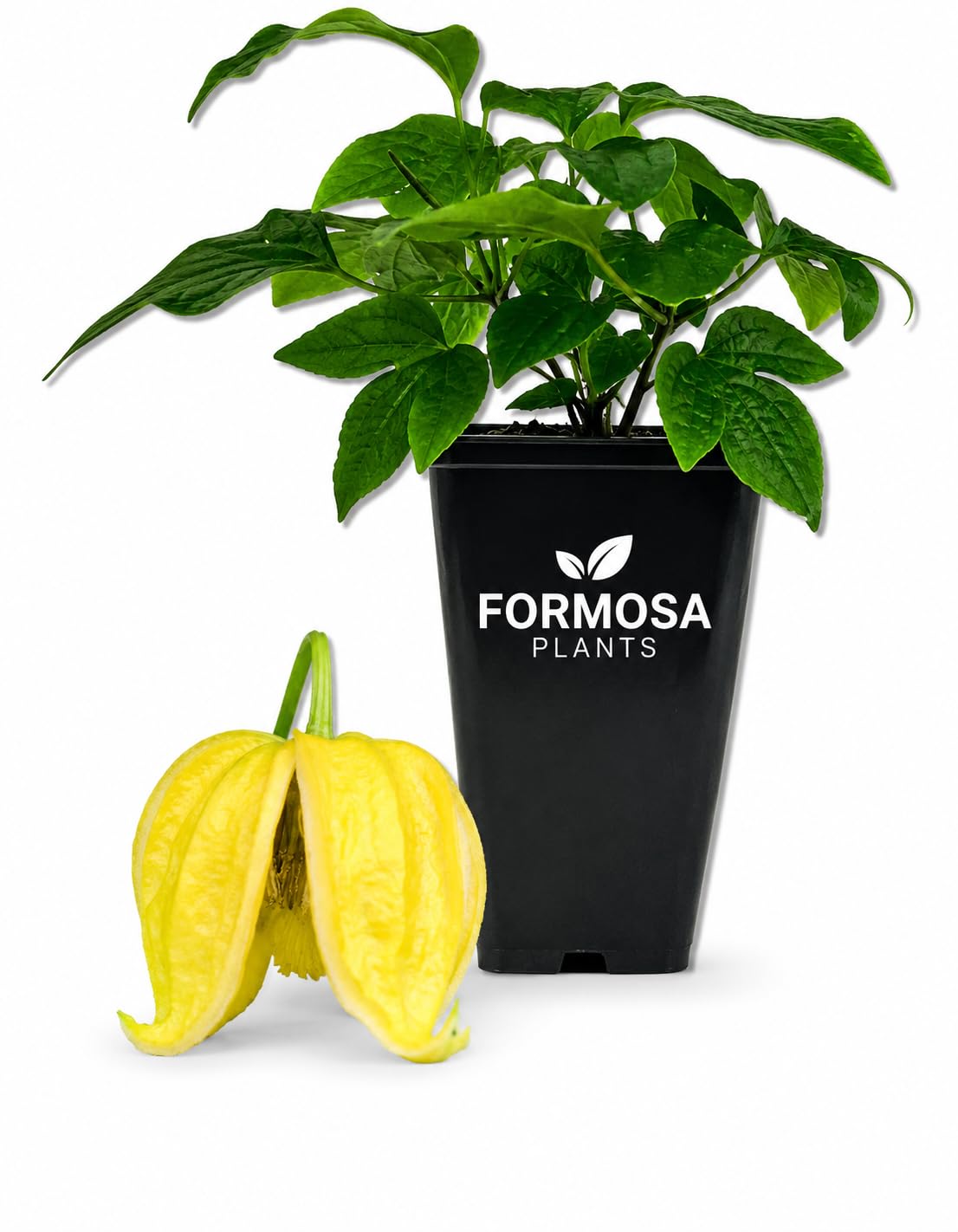 Clematis Tangutica - Live Plants in a 2 Inch Pot - Golden Yellow Vine