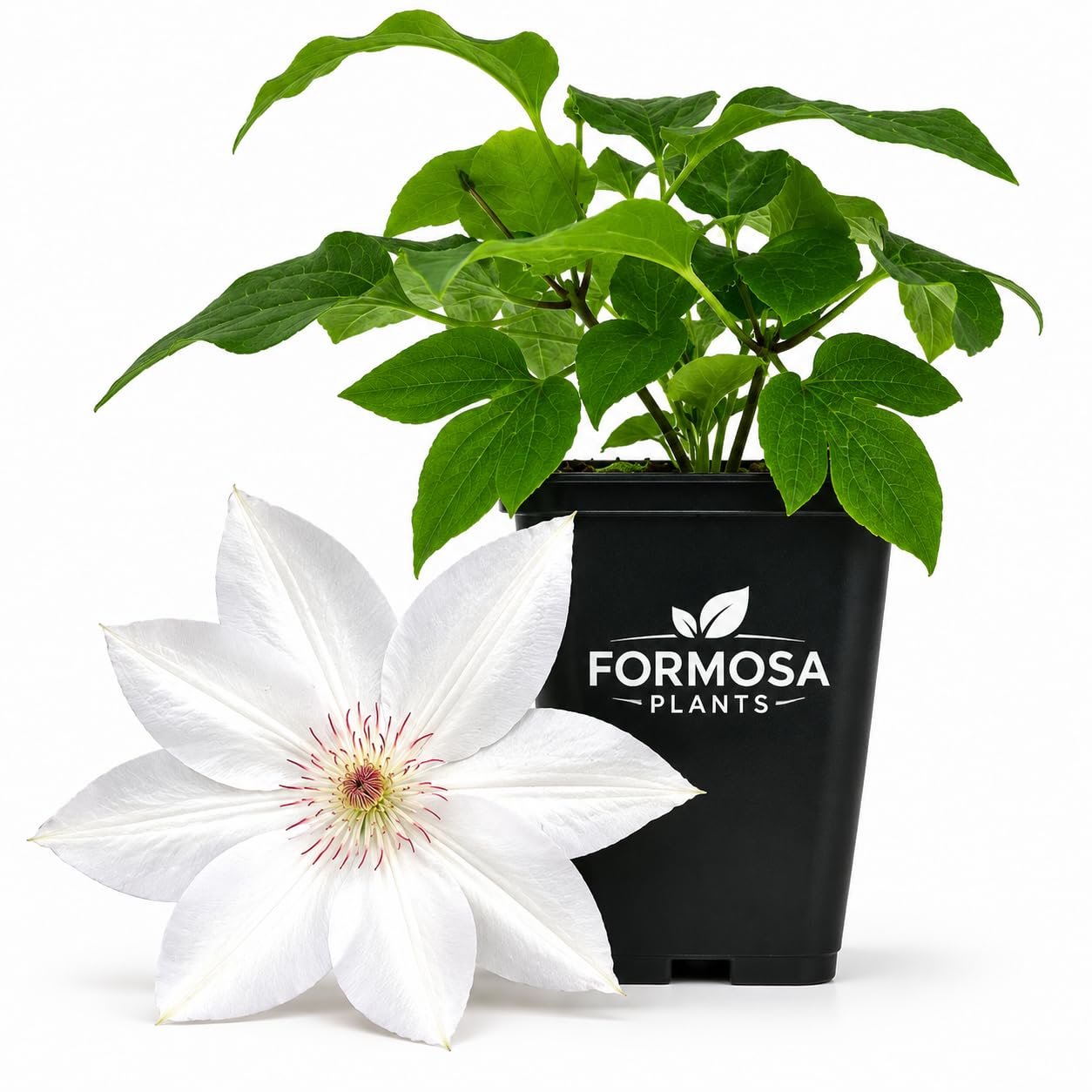 Clematis Henryi - Live Plants in a 2 Inch Pot - Large White Climber
