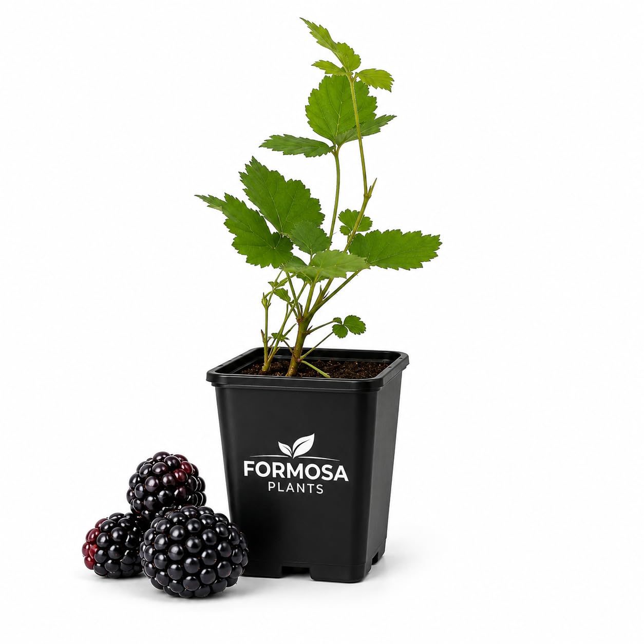 Arapaho BlackBerry - 1 Live Plant in a 2 Inch Pot - Rubus