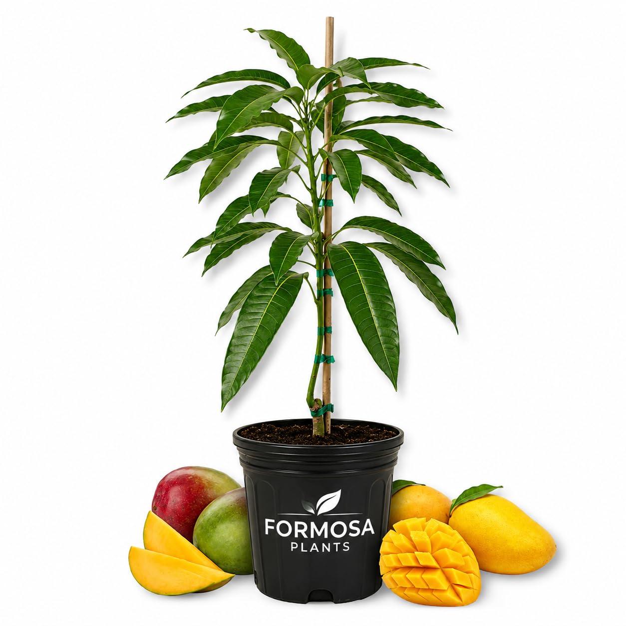 Alphonso Mango - 1 Live Plant in a 3 Gallon Pot - Mangifera Indica