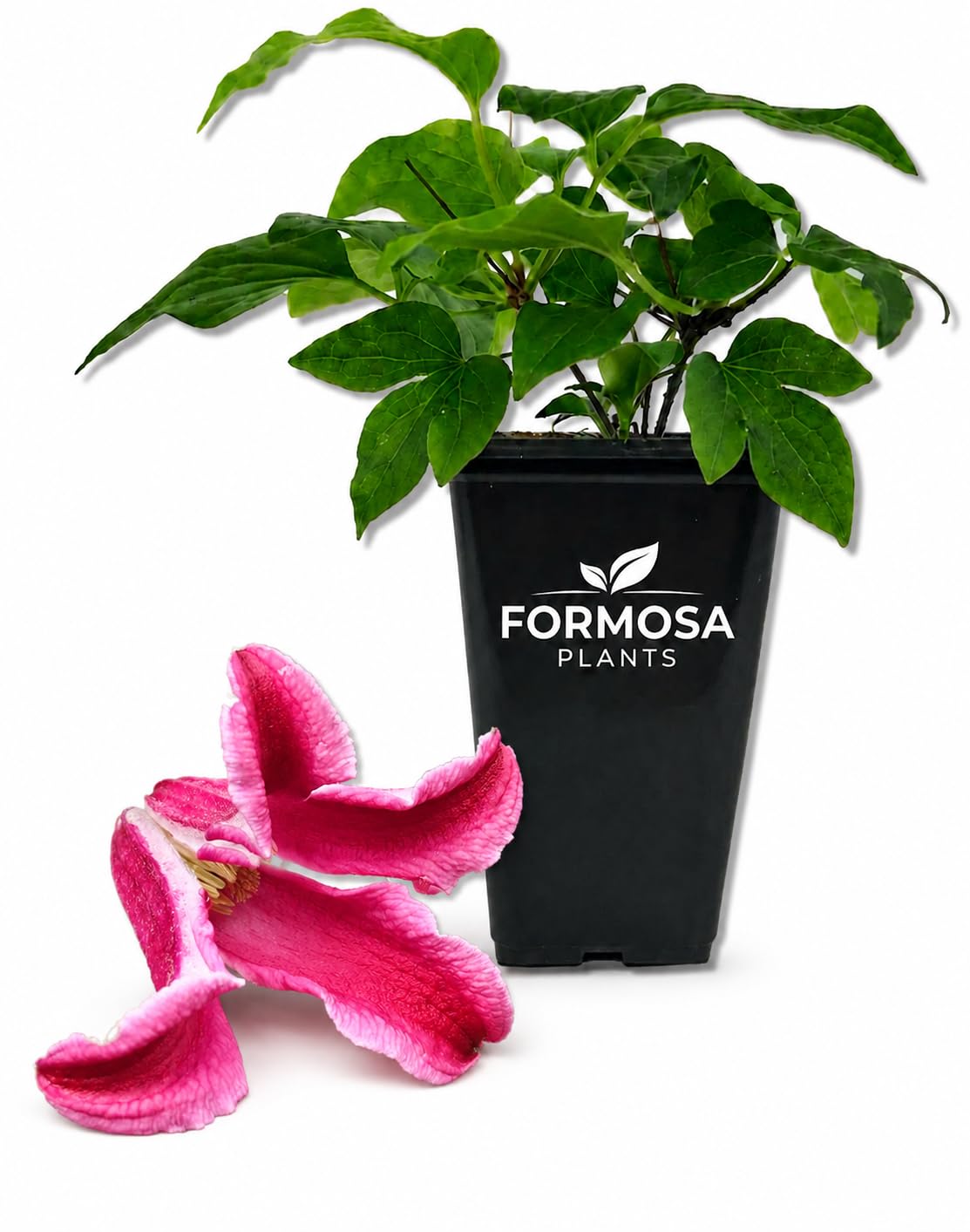 Clematis Etoile Rose - Live Plants in a 2 Inch Pot - Cerise Pink Vine