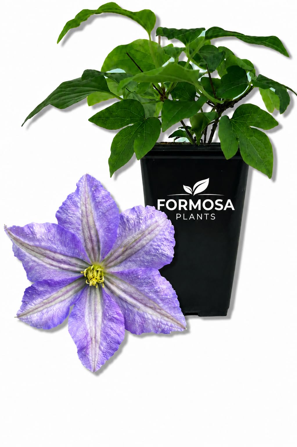 Clematis Prince Charles - Live Plants in a 2 Inch Pot - Powder Blue