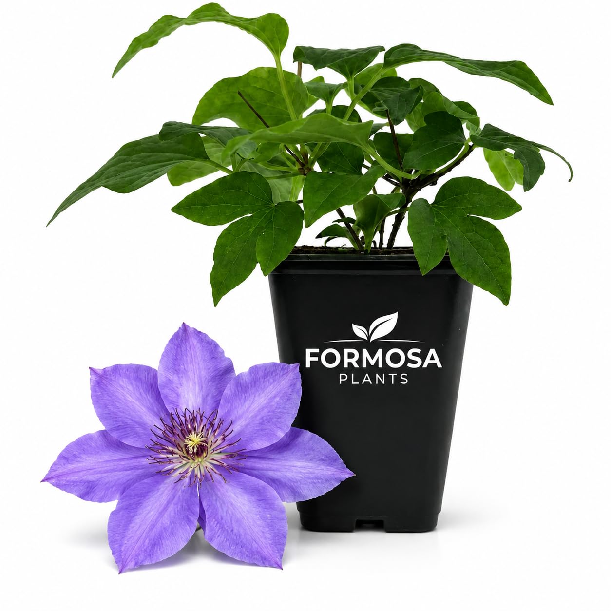 Clematis Elsa Spath - Live Plants in a 2 Inch Pot - Violet Blue Vine