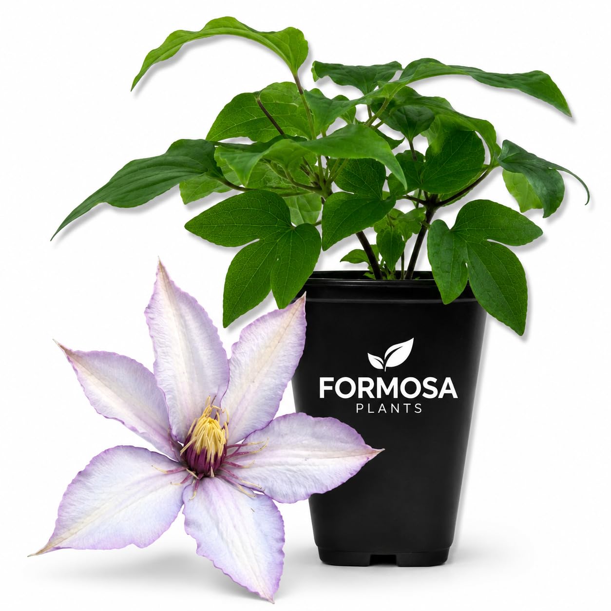 Clematis Samaritan Jo - Live Plants in a 2 Inch Pot - Creamy White