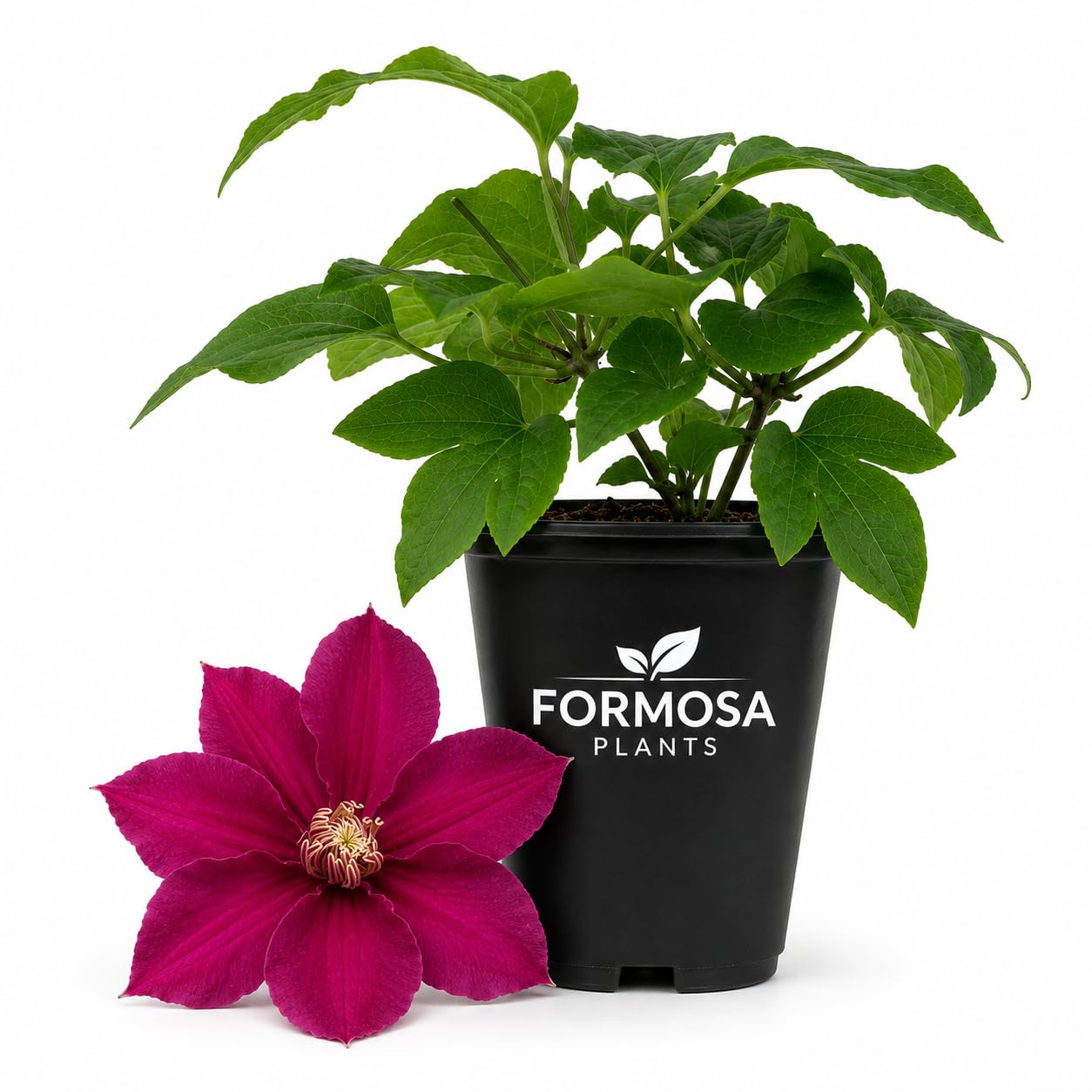 Clematis Ernest Markham - Live Plants in a 2 Inch Pot - Magenta Red