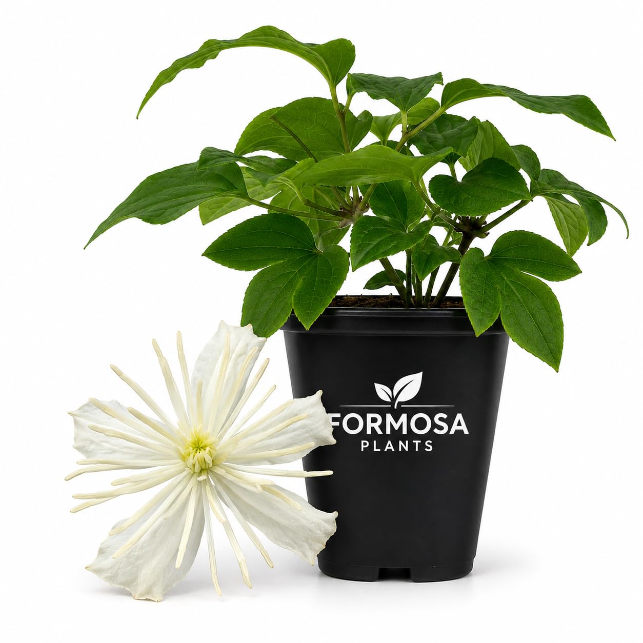 Clematis Fargesioides - Live Plants in a 2 Inch Pot - White Fragrant