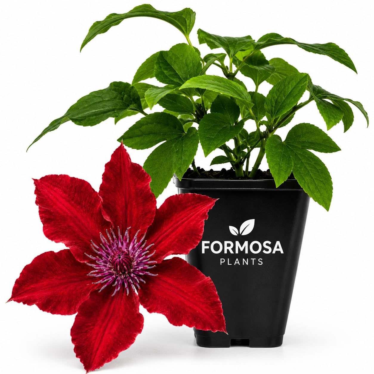 Clematis Nubia - Live Plants in a 2 Inch Pot - Intense Scarlet Red