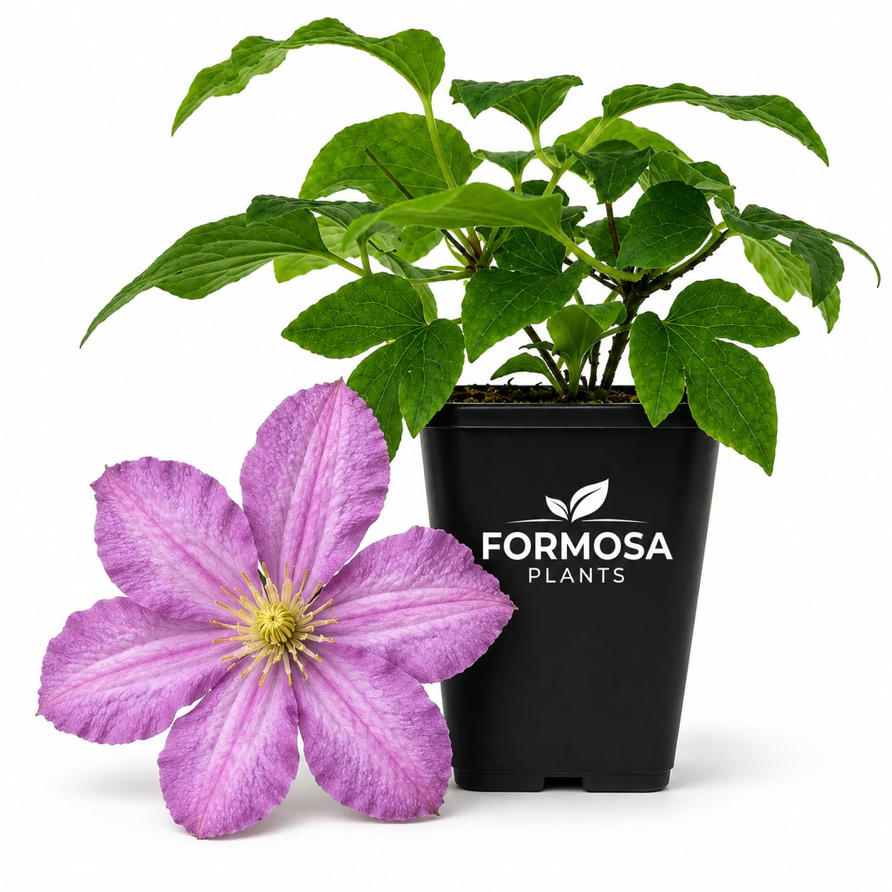 Clematis Comtesse de Bouchaud -  Live Plants in a 2 Inch Pot - Pink
