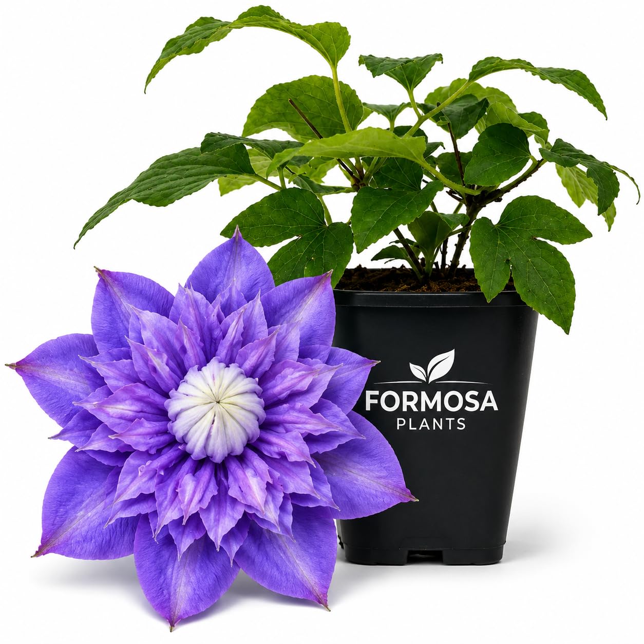 Clematis Diamantina -  Live Plants in a 2 Inch Pot - Double Lavender