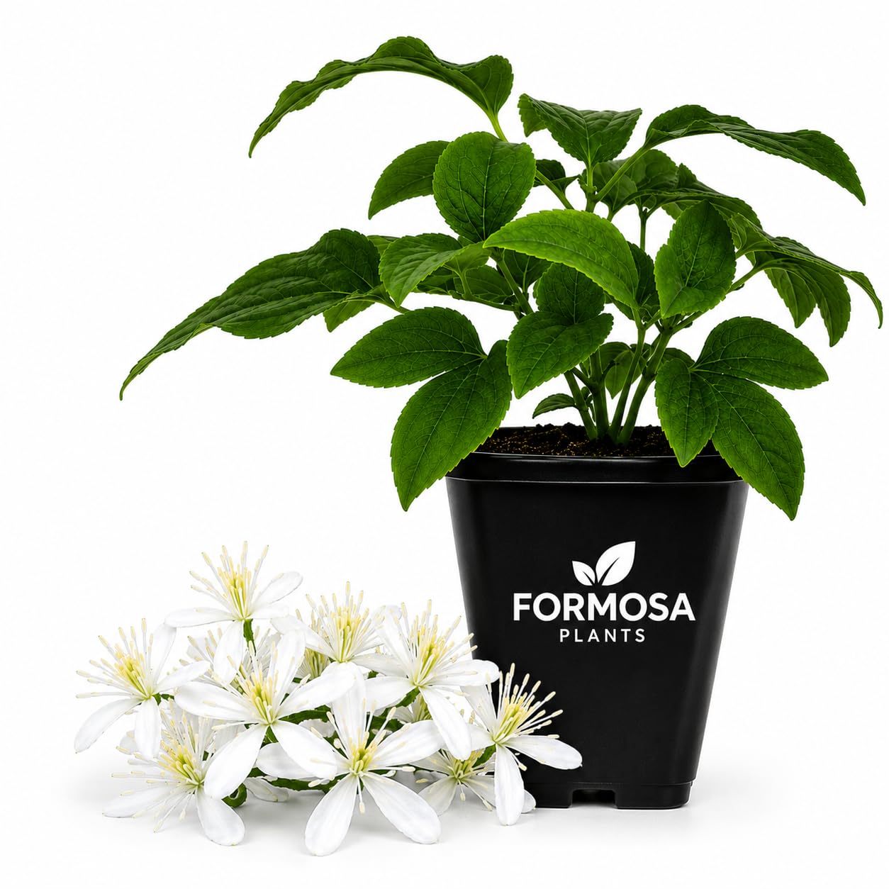 Sweet Autumn Clematis - Live Plants in a 2 Inch Pot - White Fragrant
