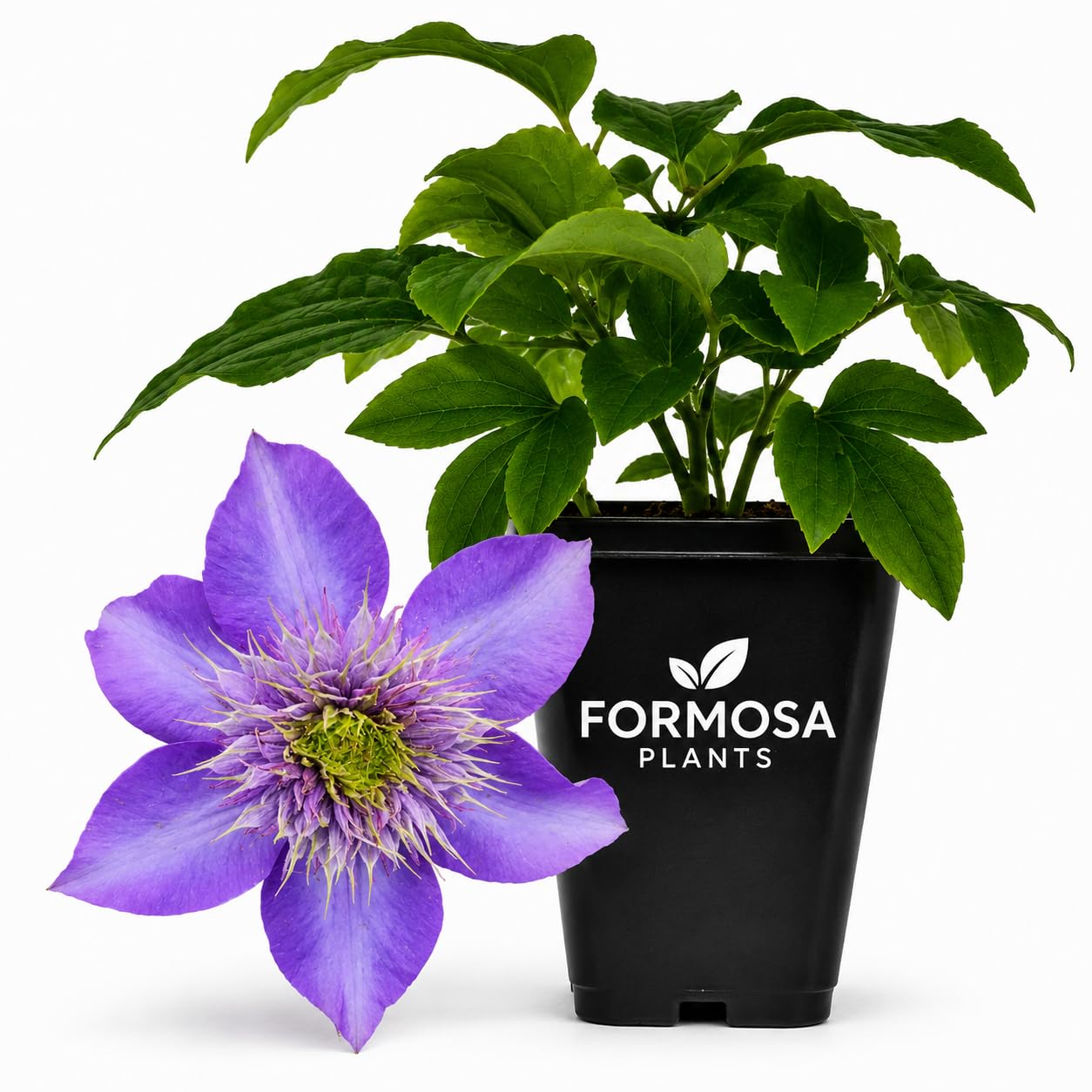 Clematis Multi Blue - Live Plants in a 2 Inch Pot - Double Blue Vine