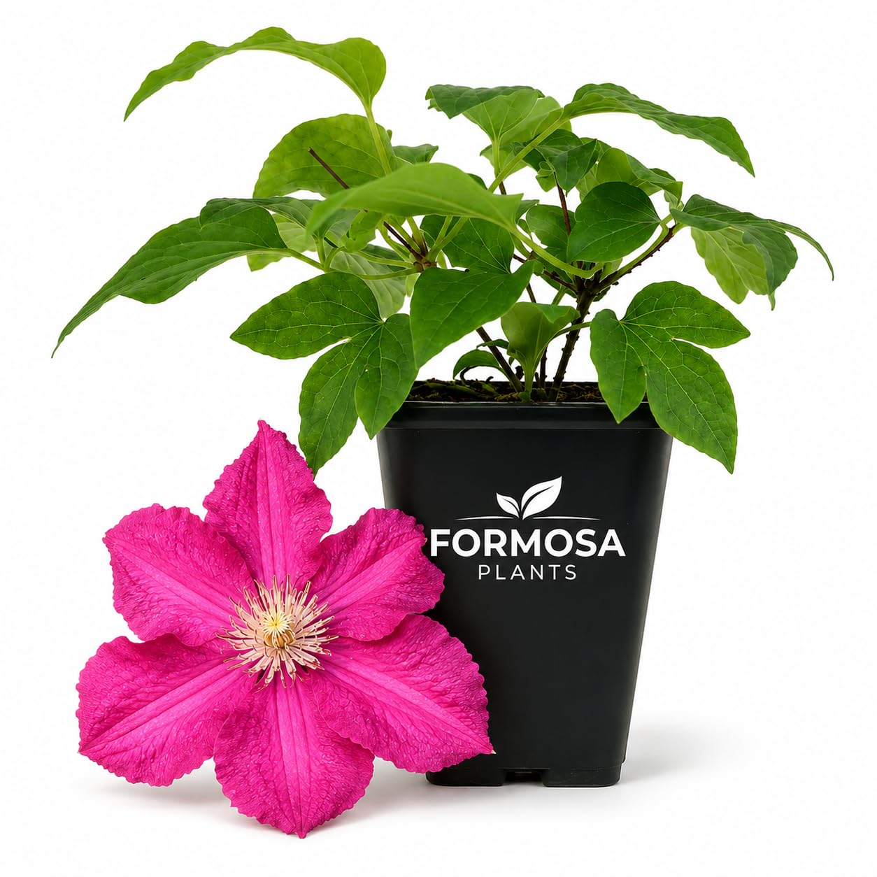 Clematis Cardinal Wyszynski -  Live Plants in a 2 Inch Pot - Crimson