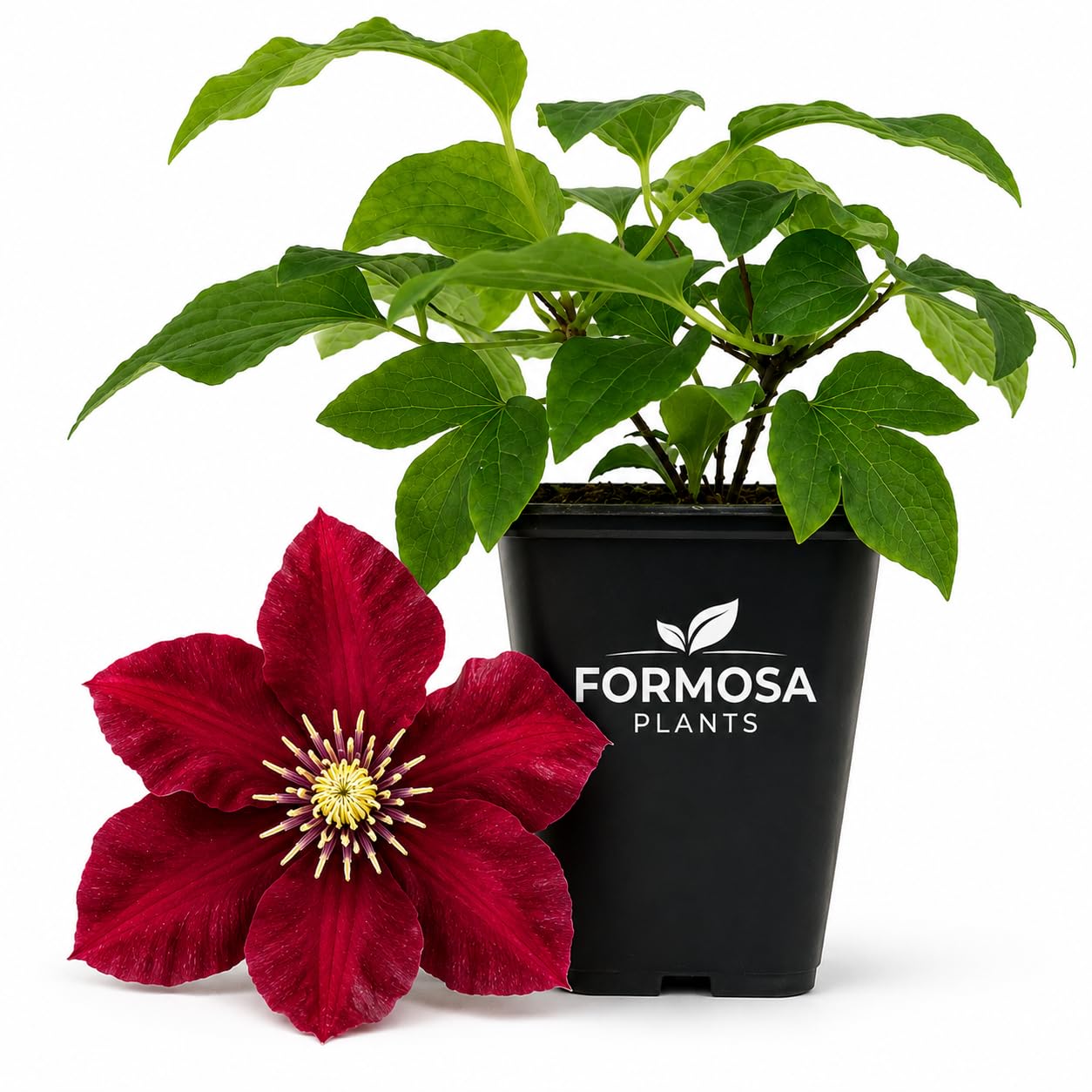 Clematis Charmaine -  Live Plants in a 2 Inch Pot - Deep Pink Climber