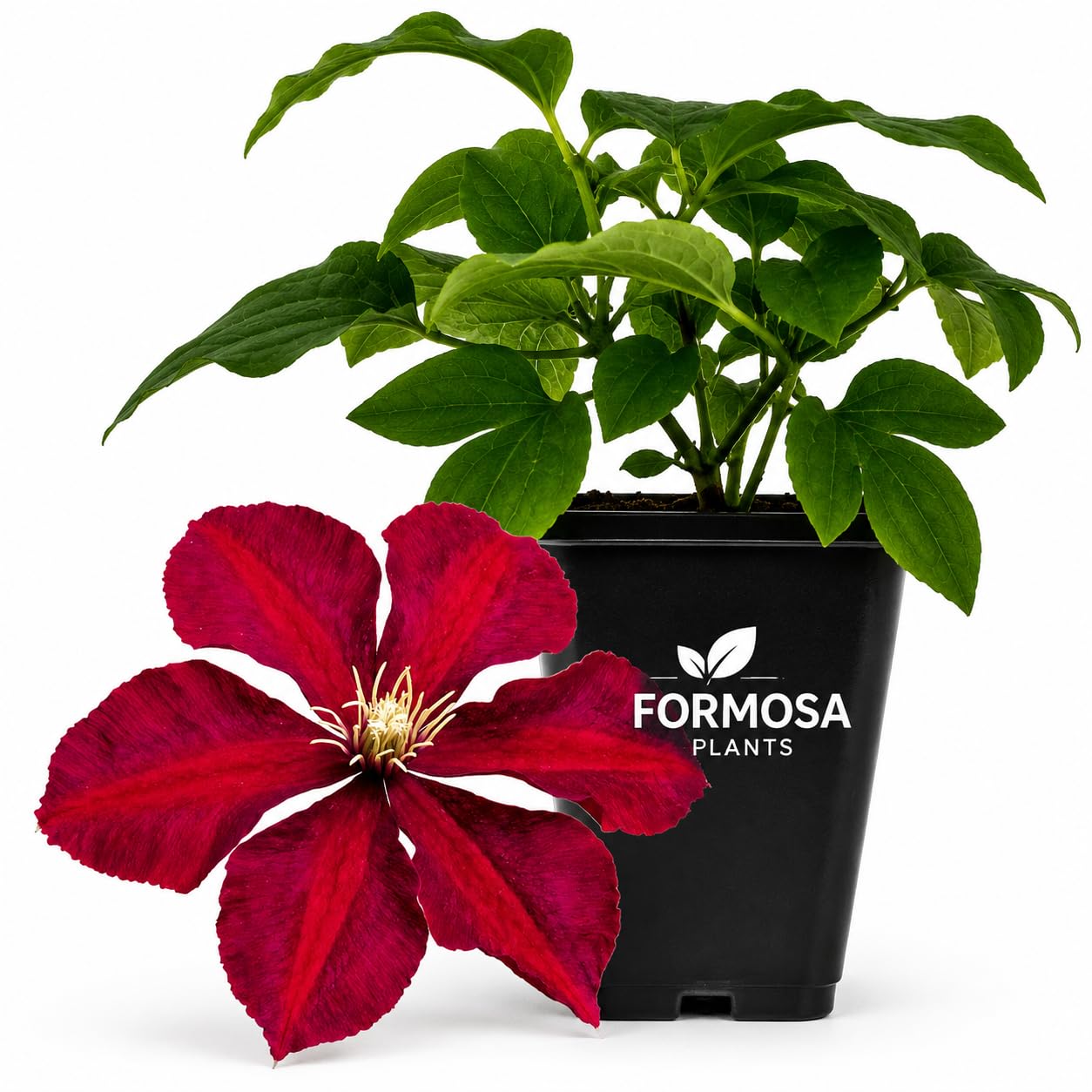 Clematis Niobe - Live Plants in a 2 Inch Pot - Deep Velvety Red Vine