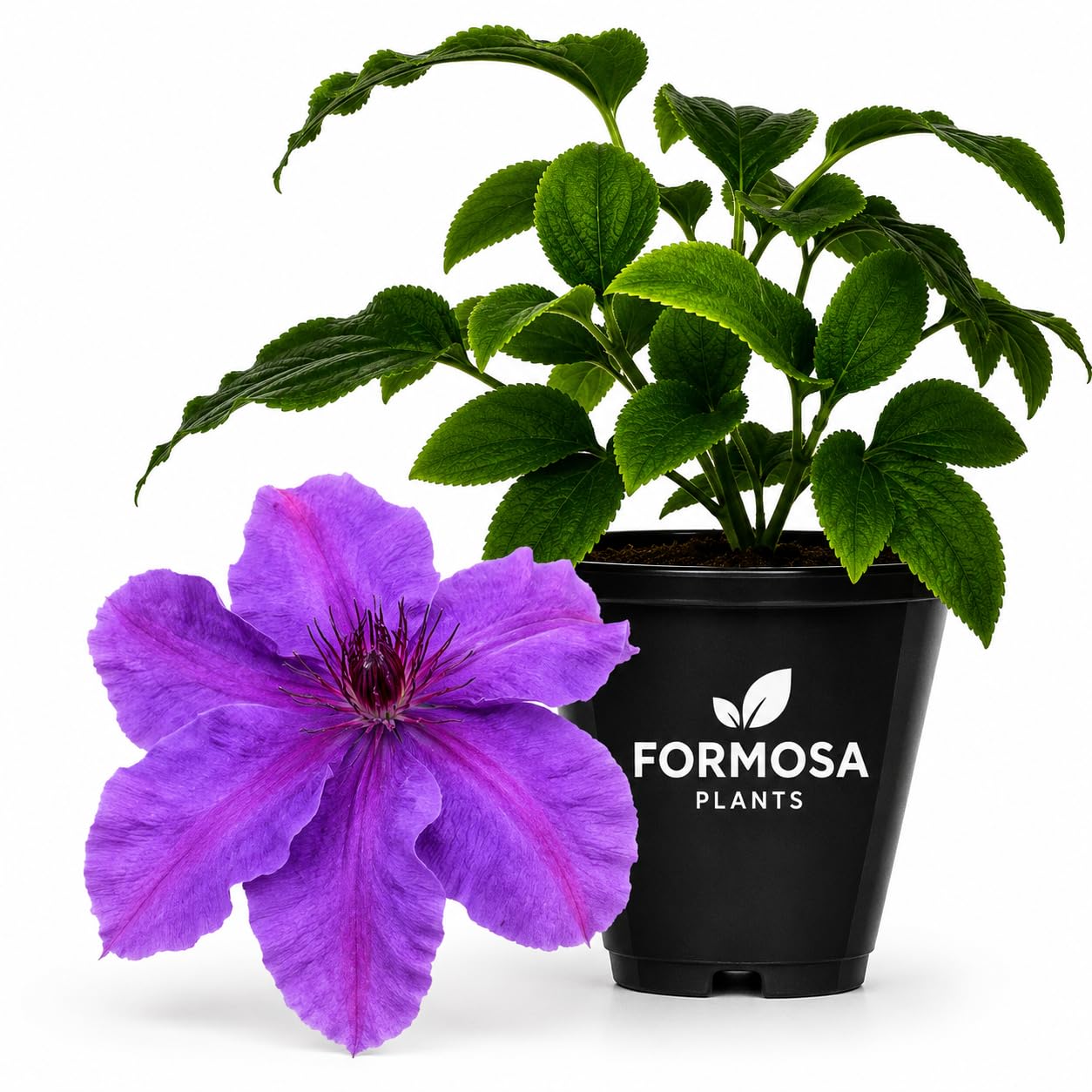Clematis Ravel - Live Plants in a 2 Inch Pot - Lilac Blue Climber