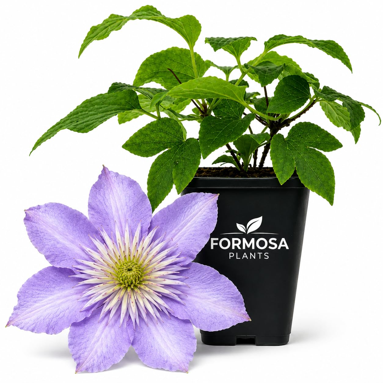 Clematis Crystal Fountain - Live Plants in a 2 Inch Pot - Lavender