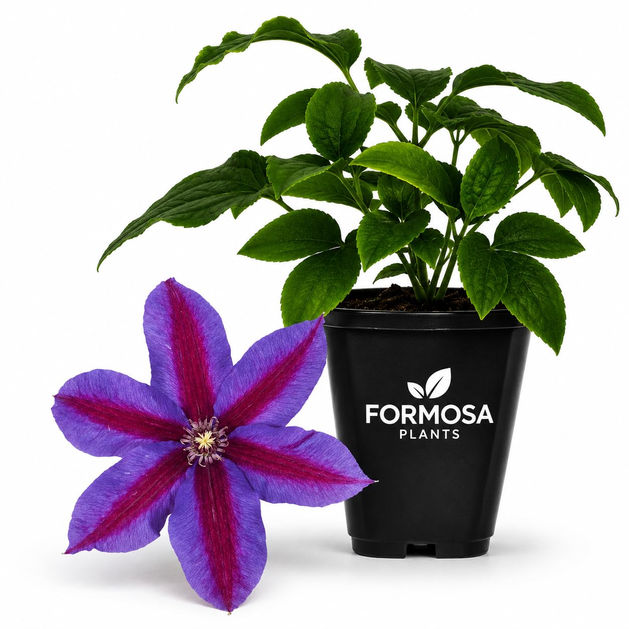 Clematis Mrs. N. Thompson - Live Plants in a 2 Inch Pot - Violet Blue