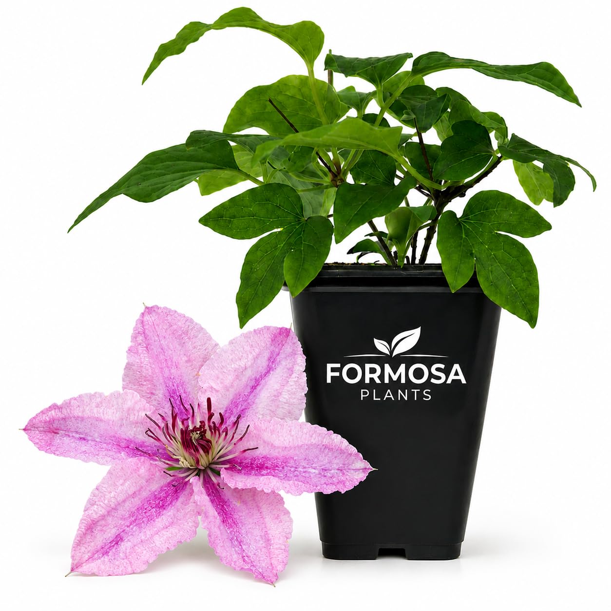 Clematis Hagley Hybrid - Live Plants in a 2 Inch Pot - Rose Pink