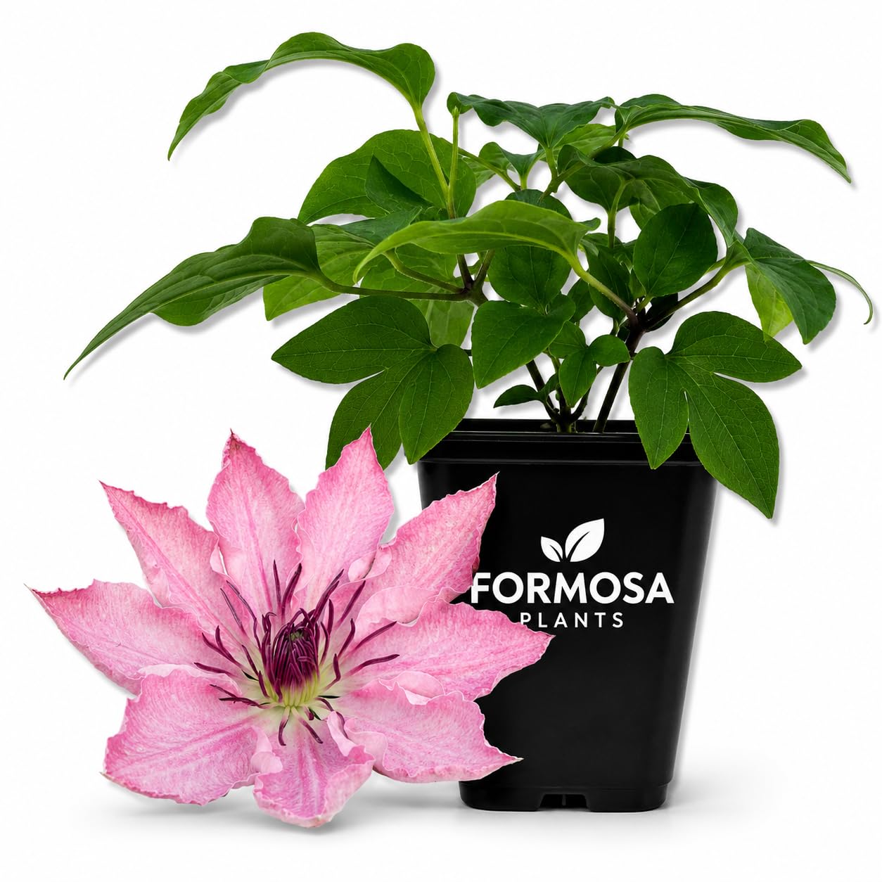 Clematis Sarah Elizabeth - Live Plants in a 2 Inch Pot - Lavender
