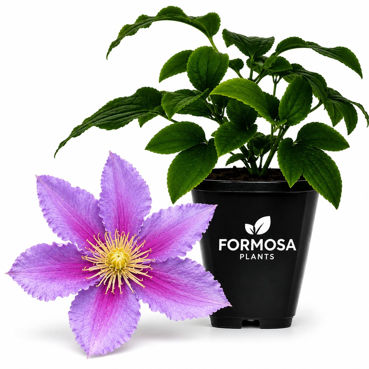 Clematis Piilu - Live Plants in a 2 Inch Pot - Double Pink Striped
