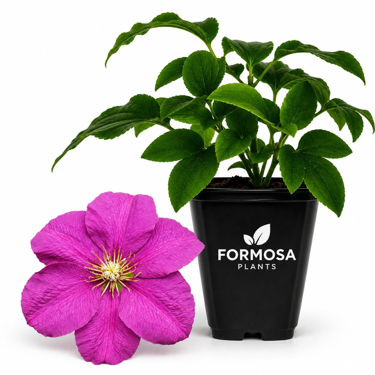 Clematis Perrin's Pride - Live Plants in a 2 Inch Pot - Deep Purple